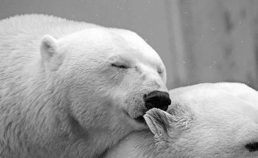 Happy World Environmental Day - Icy Bear Dental